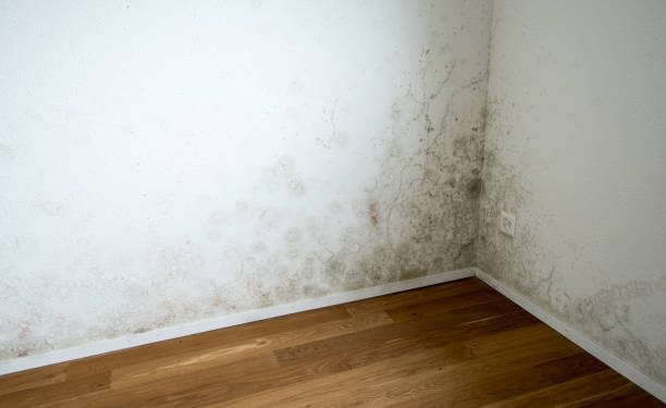 Maison, appartement : quels sont les signes de l’humidité ?